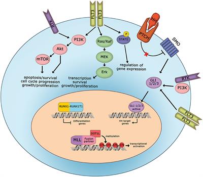 Targeted Therapies for Pediatric AML: Gaps and Perspective